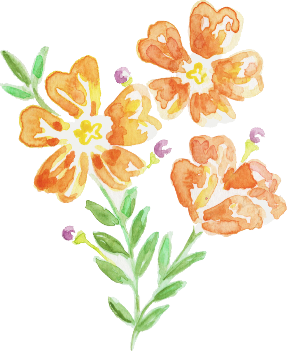 Watercolor Orange Hibbertia Stelaris Australian Native Flower